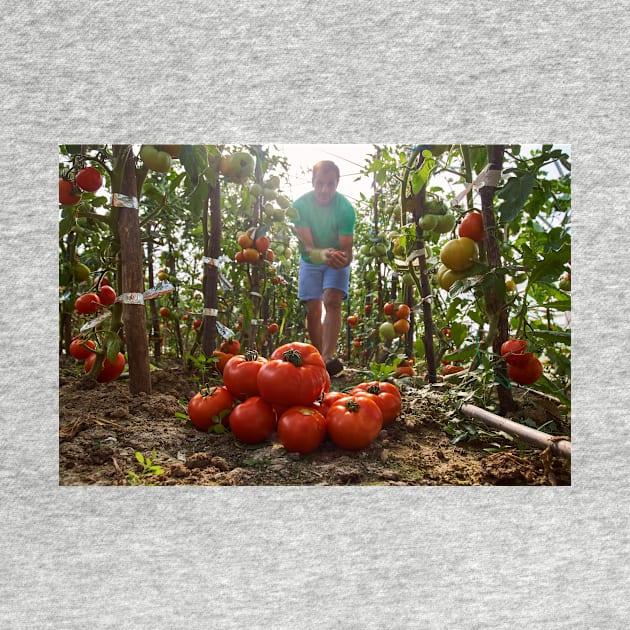 Caucasian farmer picking tomatoes by naturalis